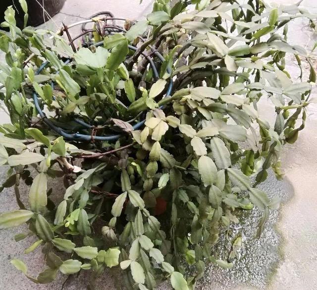 7种花有个小机关，找对位置打开它，新芽爆满盆