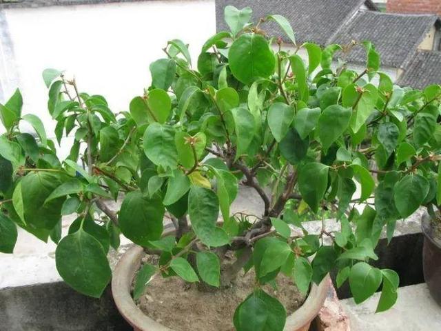 7种花有个小机关，找对位置打开它，新芽爆满盆