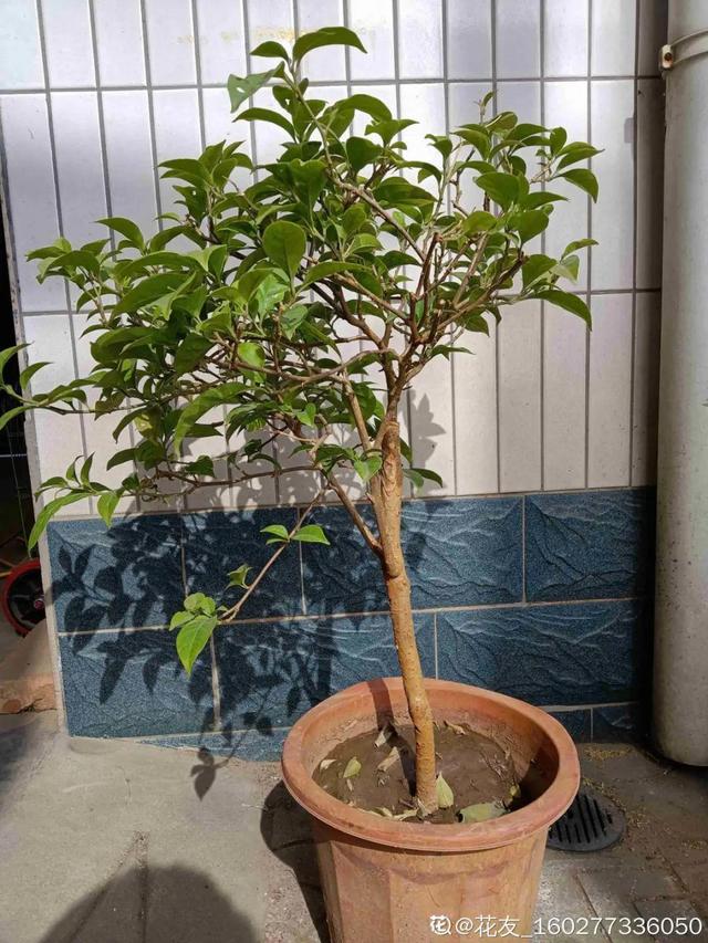 7种花有个小机关，找对位置打开它，新芽爆满盆