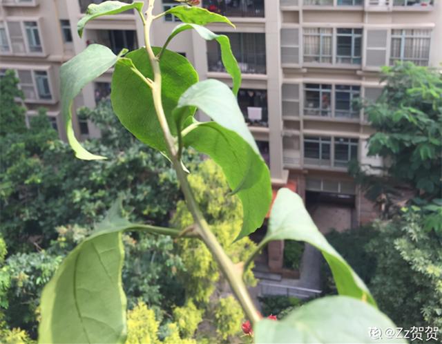 7种花有个小机关，找对位置打开它，新芽爆满盆