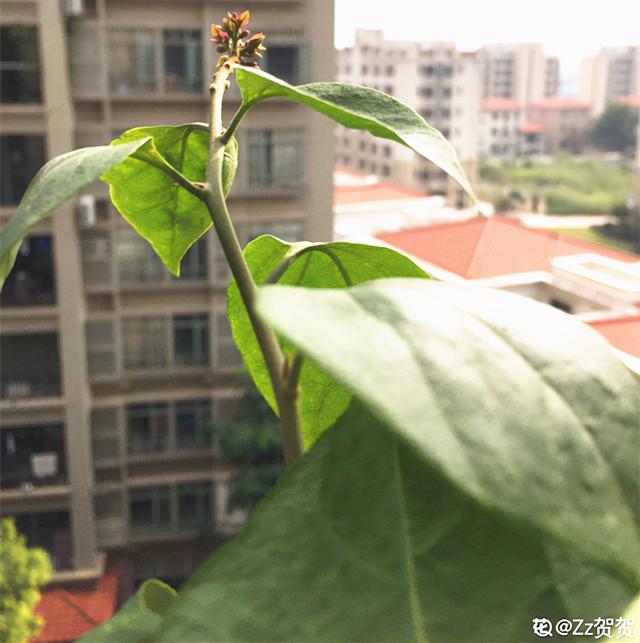 7种花有个小机关，找对位置打开它，新芽爆满盆