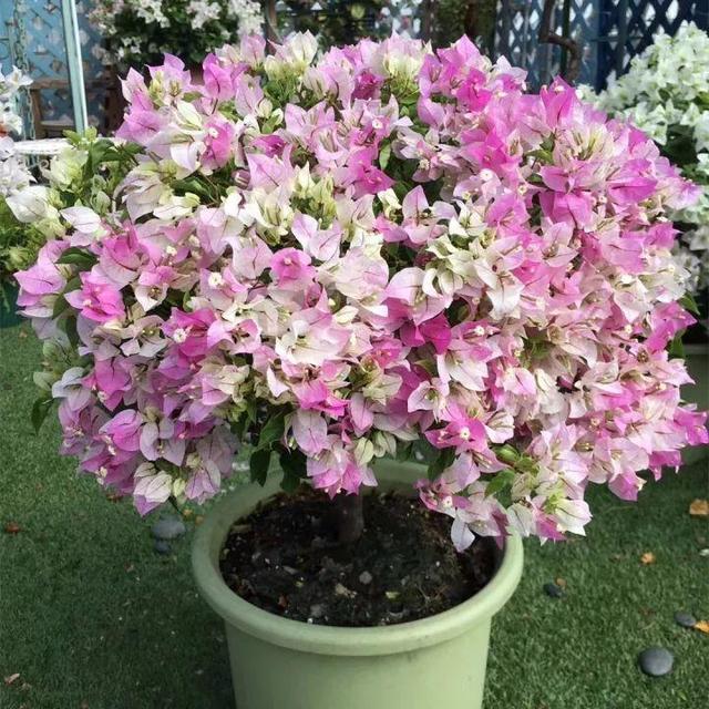 7种花有个小机关，找对位置打开它，新芽爆满盆