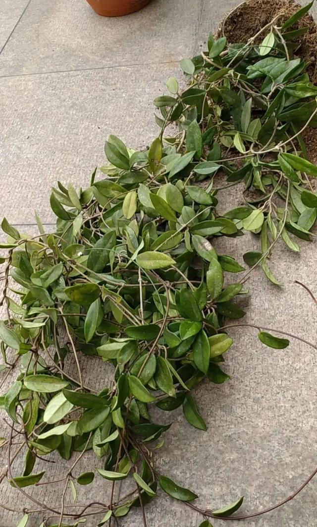 7种花有个小机关，找对位置打开它，新芽爆满盆