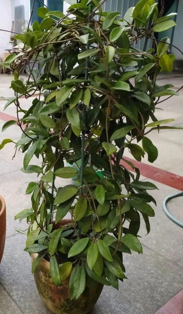 7种花有个小机关，找对位置打开它，新芽爆满盆