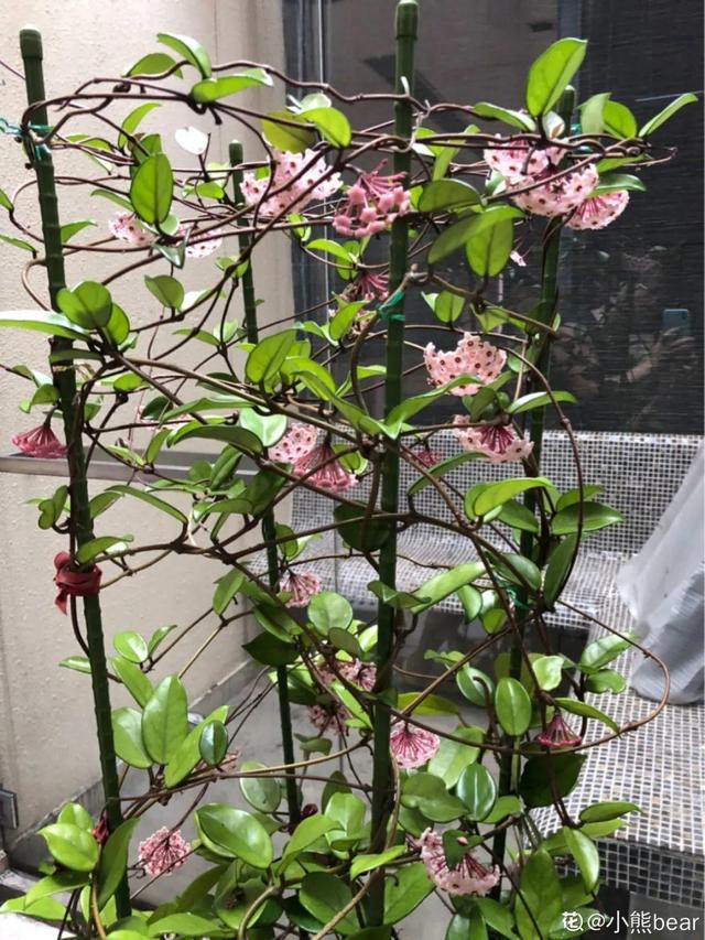 7种花有个小机关，找对位置打开它，新芽爆满盆