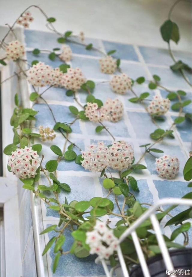 7种花有个小机关，找对位置打开它，新芽爆满盆