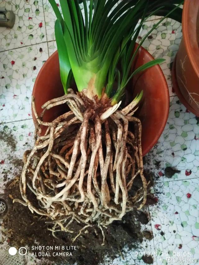 7种花有个小机关，找对位置打开它，新芽爆满盆