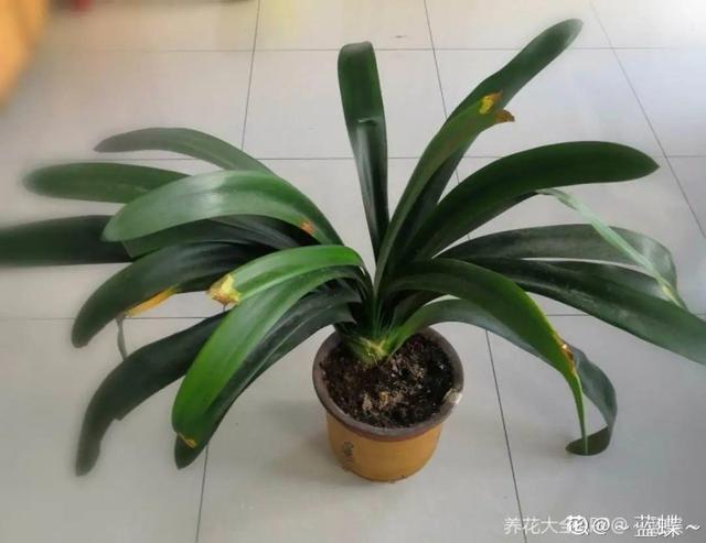 7种花有个小机关，找对位置打开它，新芽爆满盆