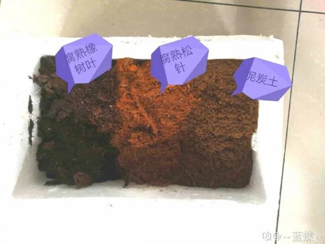 7种花有个小机关，找对位置打开它，新芽爆满盆