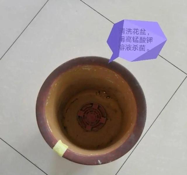 7种花有个小机关，找对位置打开它，新芽爆满盆