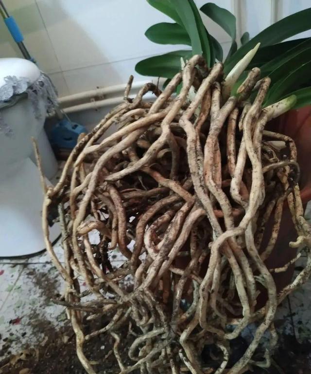 7种花有个小机关，找对位置打开它，新芽爆满盆