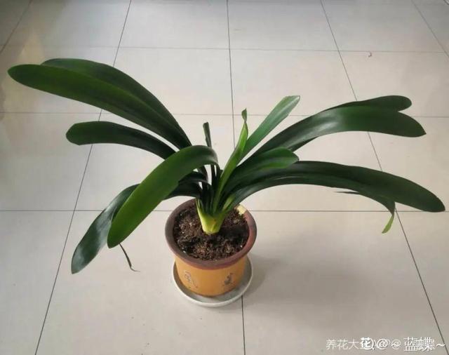 7种花有个小机关，找对位置打开它，新芽爆满盆