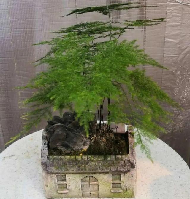 7种花有个小机关，找对位置打开它，新芽爆满盆