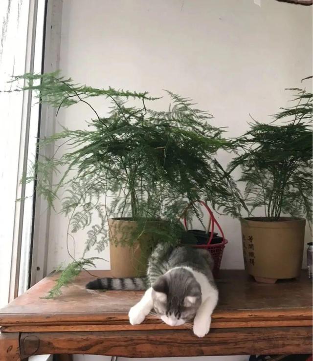 7种花有个小机关，找对位置打开它，新芽爆满盆