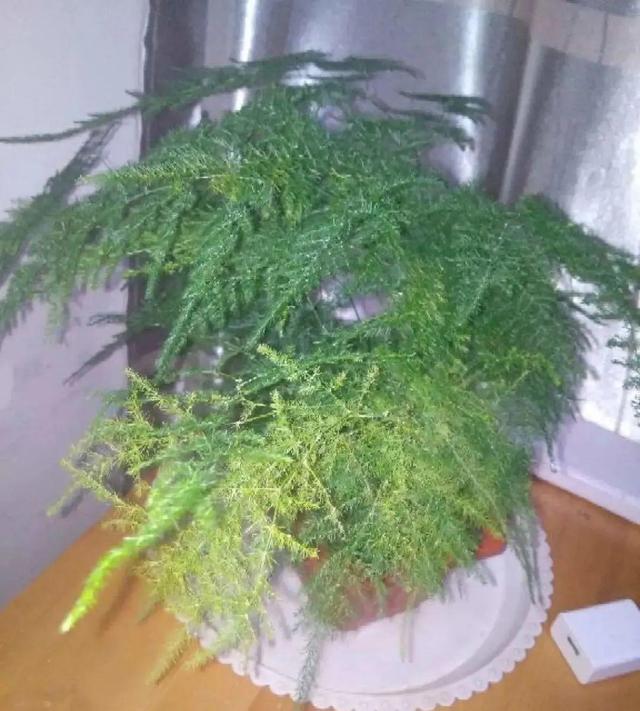 7种花有个小机关，找对位置打开它，新芽爆满盆