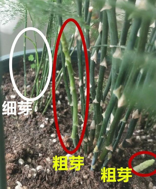 7种花有个小机关，找对位置打开它，新芽爆满盆