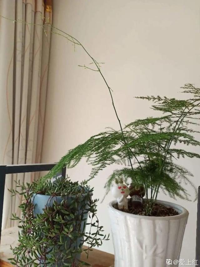 7种花有个小机关，找对位置打开它，新芽爆满盆