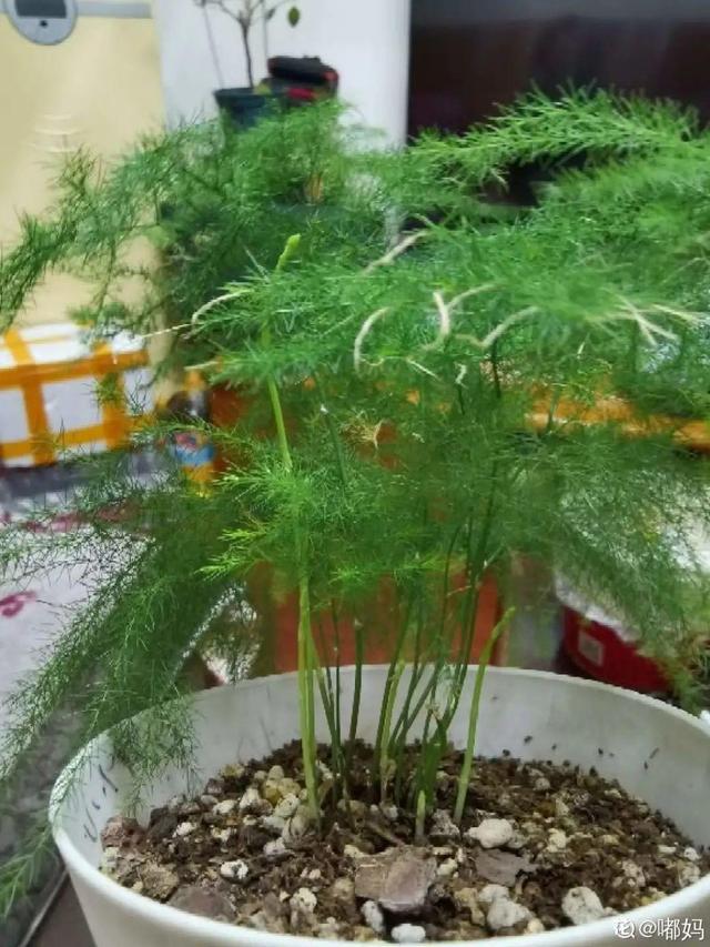 7种花有个小机关，找对位置打开它，新芽爆满盆