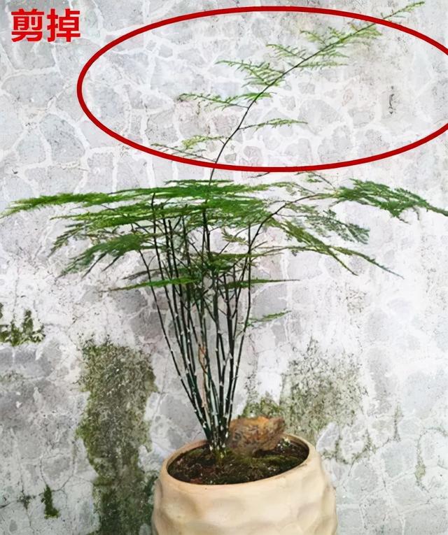 7种花有个小机关，找对位置打开它，新芽爆满盆