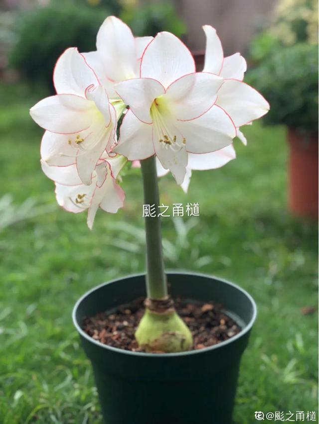 7种花有个小机关，找对位置打开它，新芽爆满盆