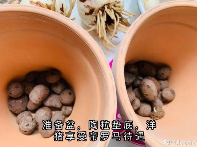 7种花有个小机关，找对位置打开它，新芽爆满盆