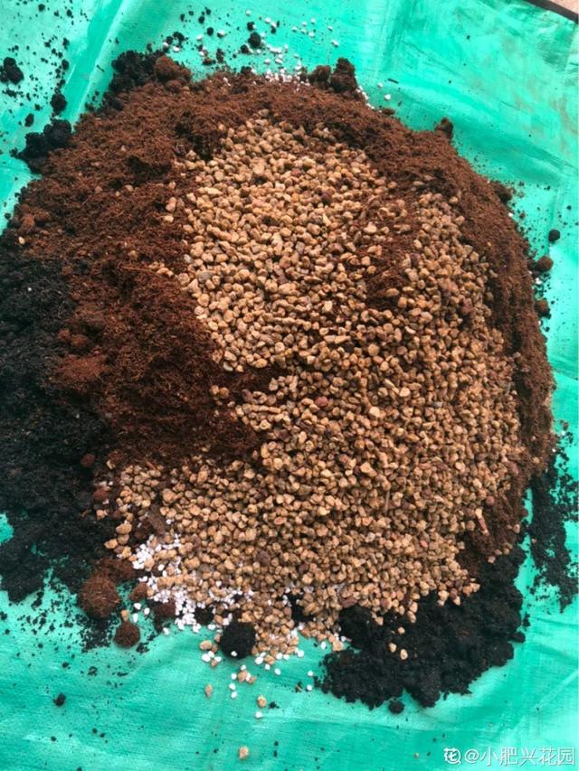 7种花有个小机关，找对位置打开它，新芽爆满盆