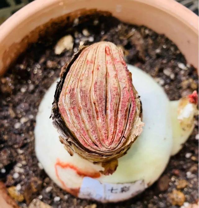 7种花有个小机关，找对位置打开它，新芽爆满盆