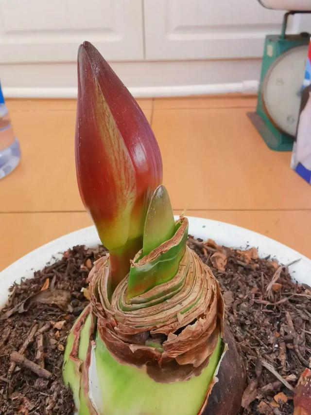 7种花有个小机关，找对位置打开它，新芽爆满盆