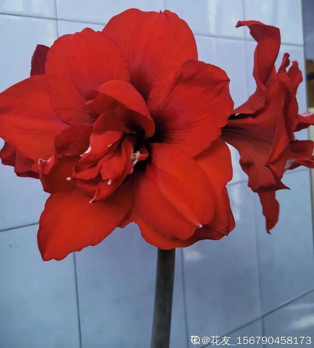 7种花有个小机关，找对位置打开它，新芽爆满盆