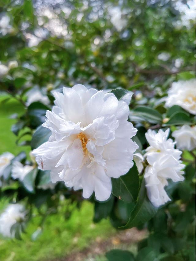 12个月对应的生辰花，你的生日是几月，对应的花就是幸运花