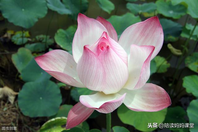 哪位老师整理的期末复习资料？太管用了