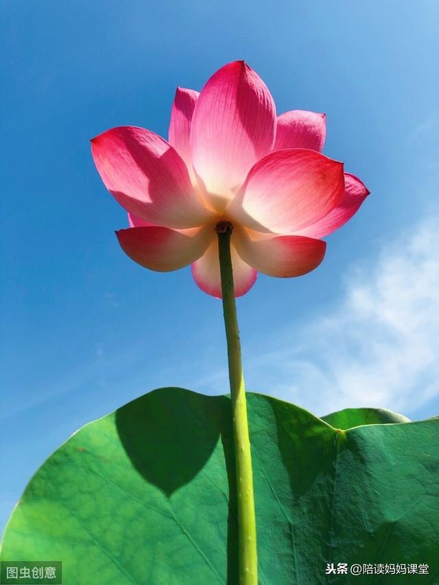 哪位老师整理的期末复习资料？太管用了