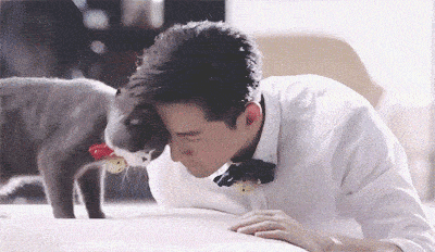 怎样去看英短蓝白的品相?(经验图在此)