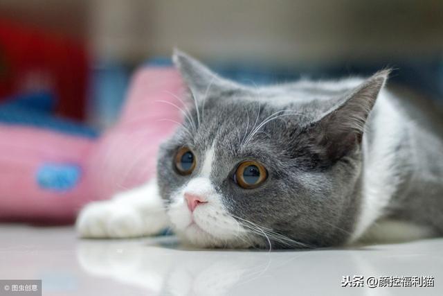 怎样去看英短蓝白的品相?(经验图在此)