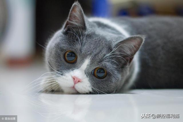 怎样去看英短蓝白的品相?(经验图在此)