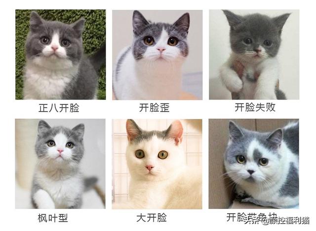 怎样去看英短蓝白的品相?(经验图在此)