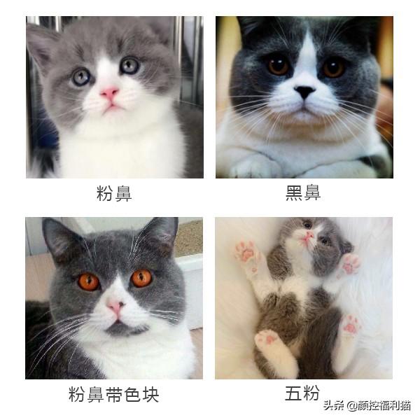 怎样去看英短蓝白的品相?(经验图在此)