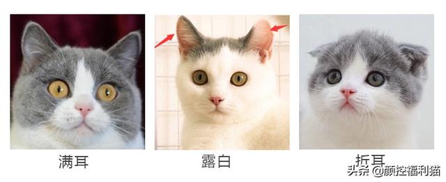 怎样去看英短蓝白的品相?(经验图在此)