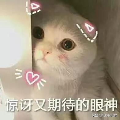 怎样去看英短蓝白的品相?(经验图在此)