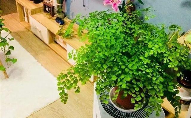 365天对应365种花，快看自己的生日，你属于哪种？