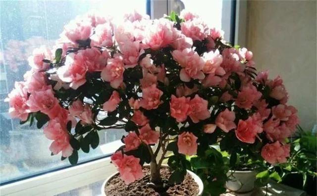 365天对应365种花，快看自己的生日，你属于哪种？