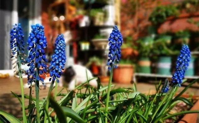 365天对应365种花，快看自己的生日，你属于哪种？