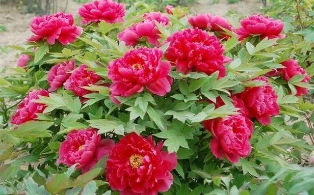 365天对应365种花，快看自己的生日，你属于哪种？