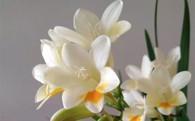 365天对应365种花，快看自己的生日，你属于哪种？