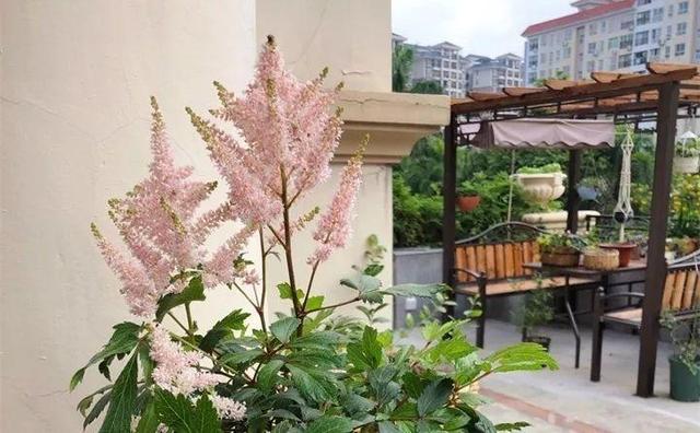 365天对应365种花，快看自己的生日，你属于哪种？