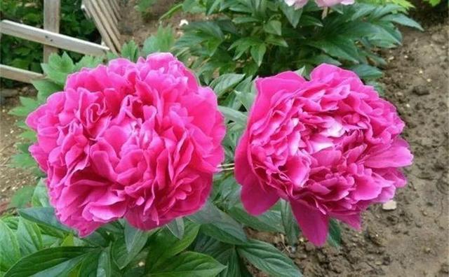 365天对应365种花，快看自己的生日，你属于哪种？