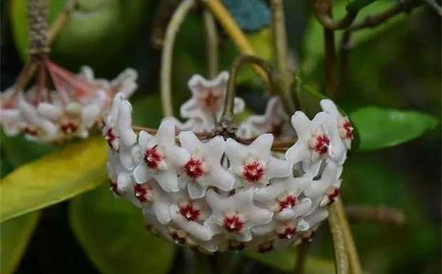 365天对应365种花，快看自己的生日，你属于哪种？