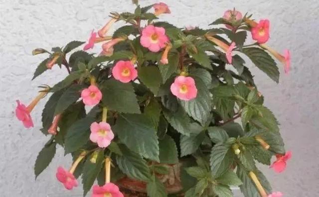 365天对应365种花，快看自己的生日，你属于哪种？