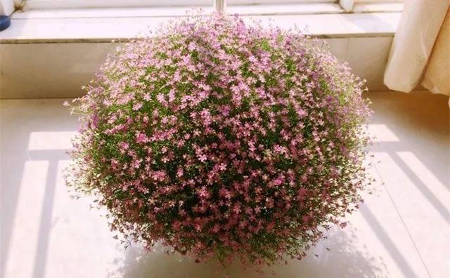 365天对应365种花，快看自己的生日，你属于哪种？