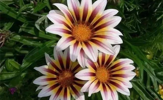 365天对应365种花，快看自己的生日，你属于哪种？